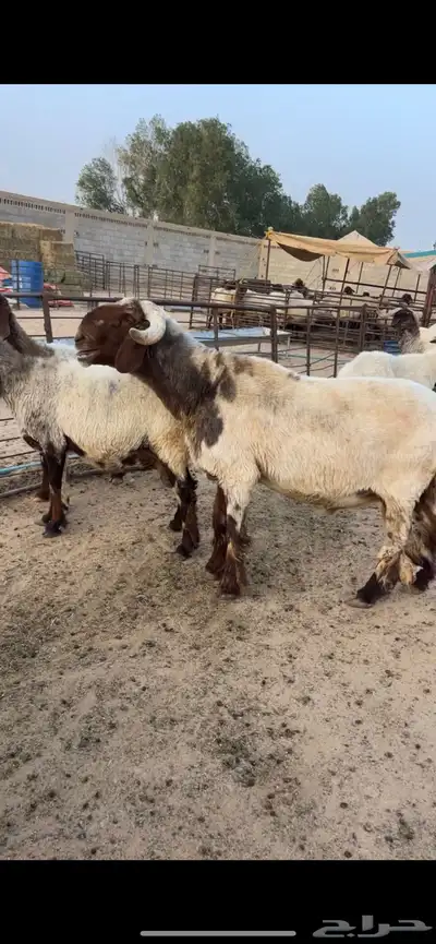 فحل نعيمي خصم (تم البيع) 0