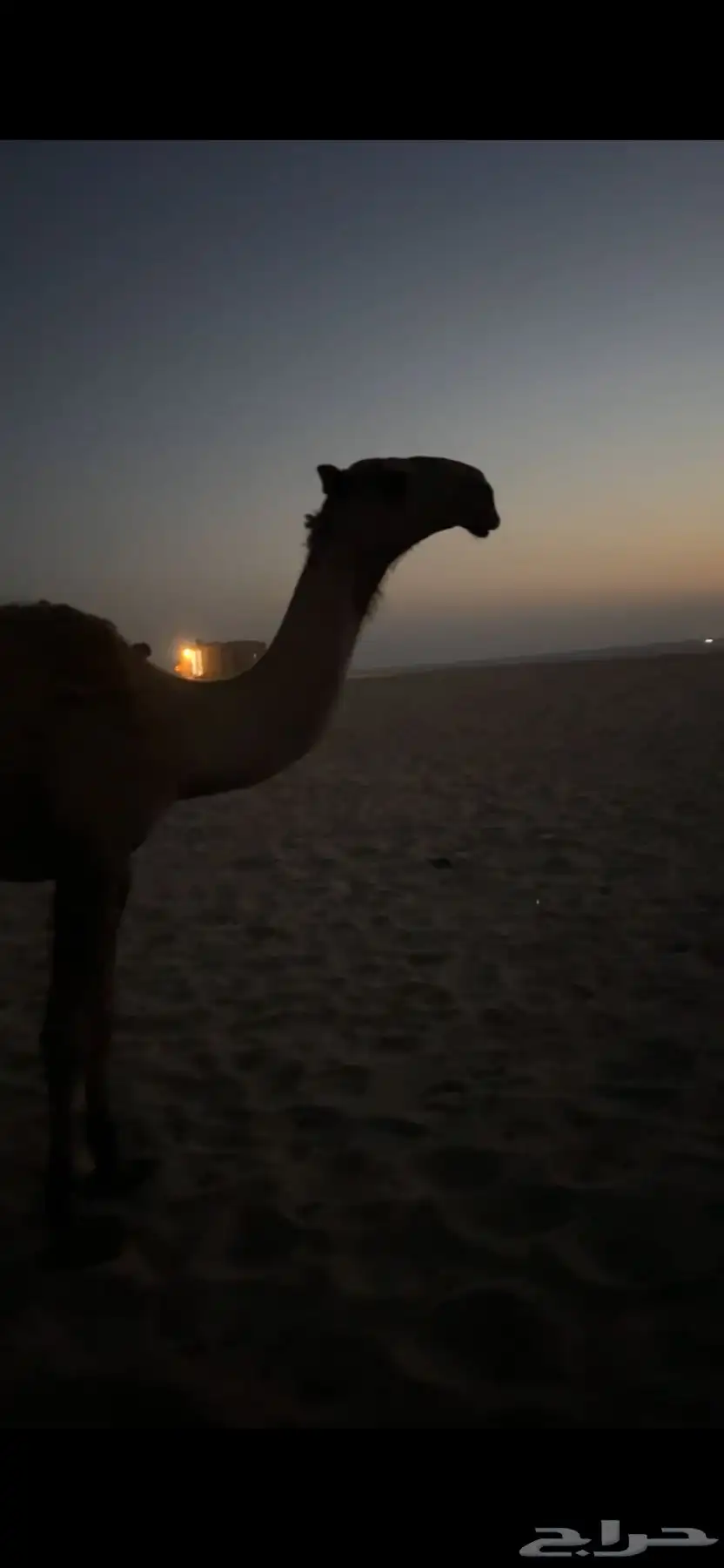 الجبيل 4