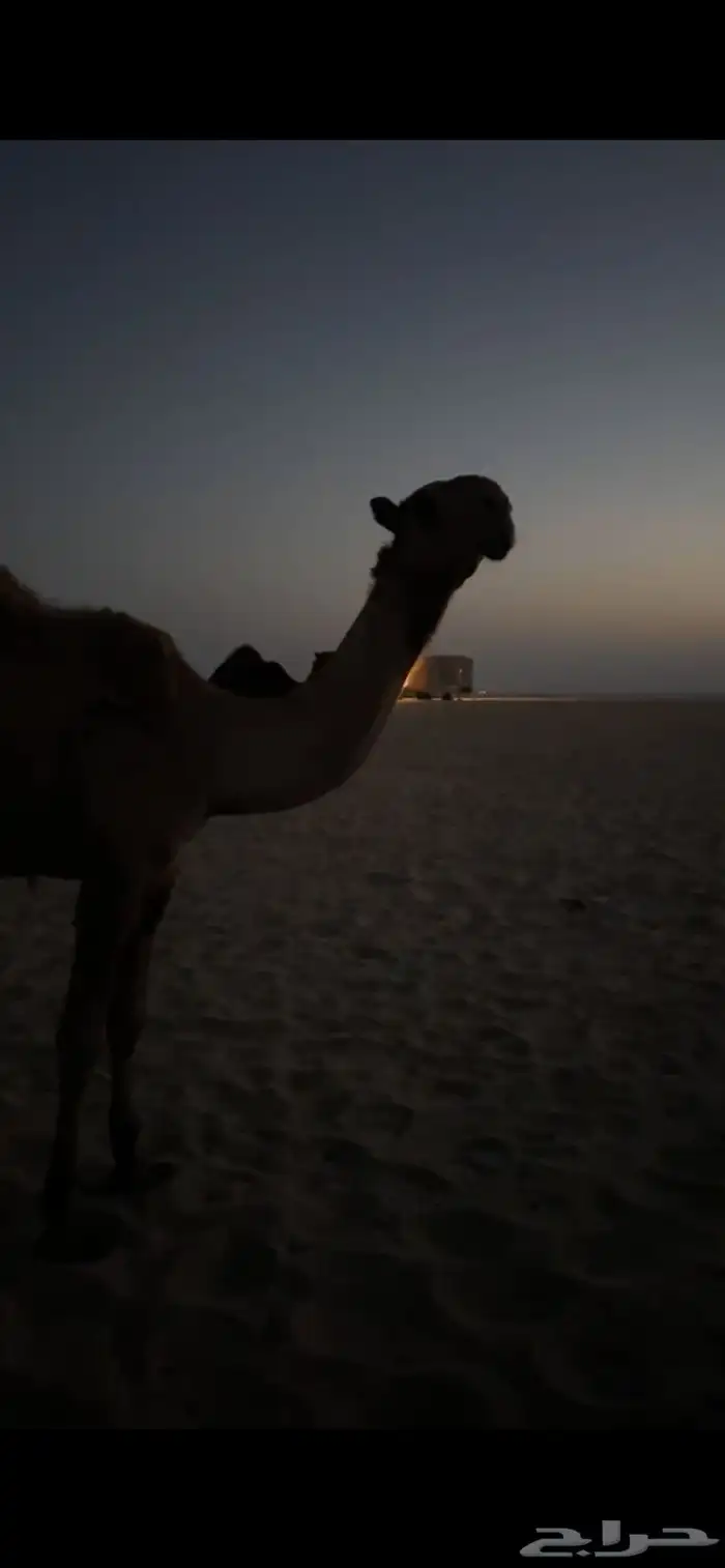 الجبيل 2