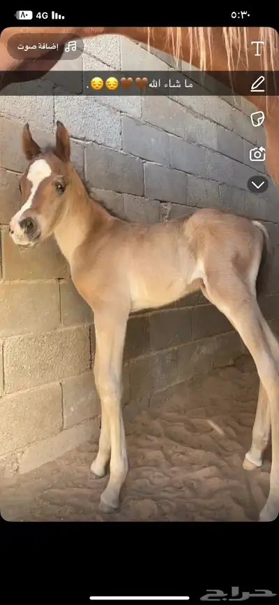 اربع افراس ومهرة للبيع. ورق 2 و شعبي 3 14