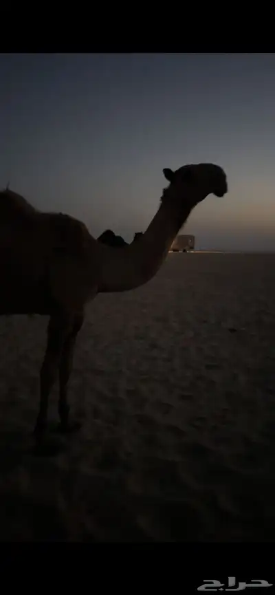 الجبيل index