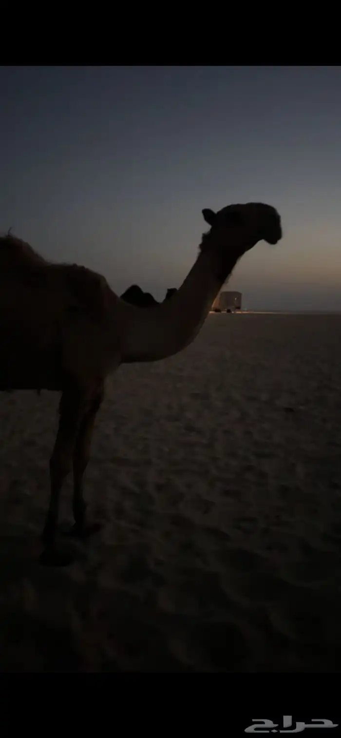 الجبيل 1