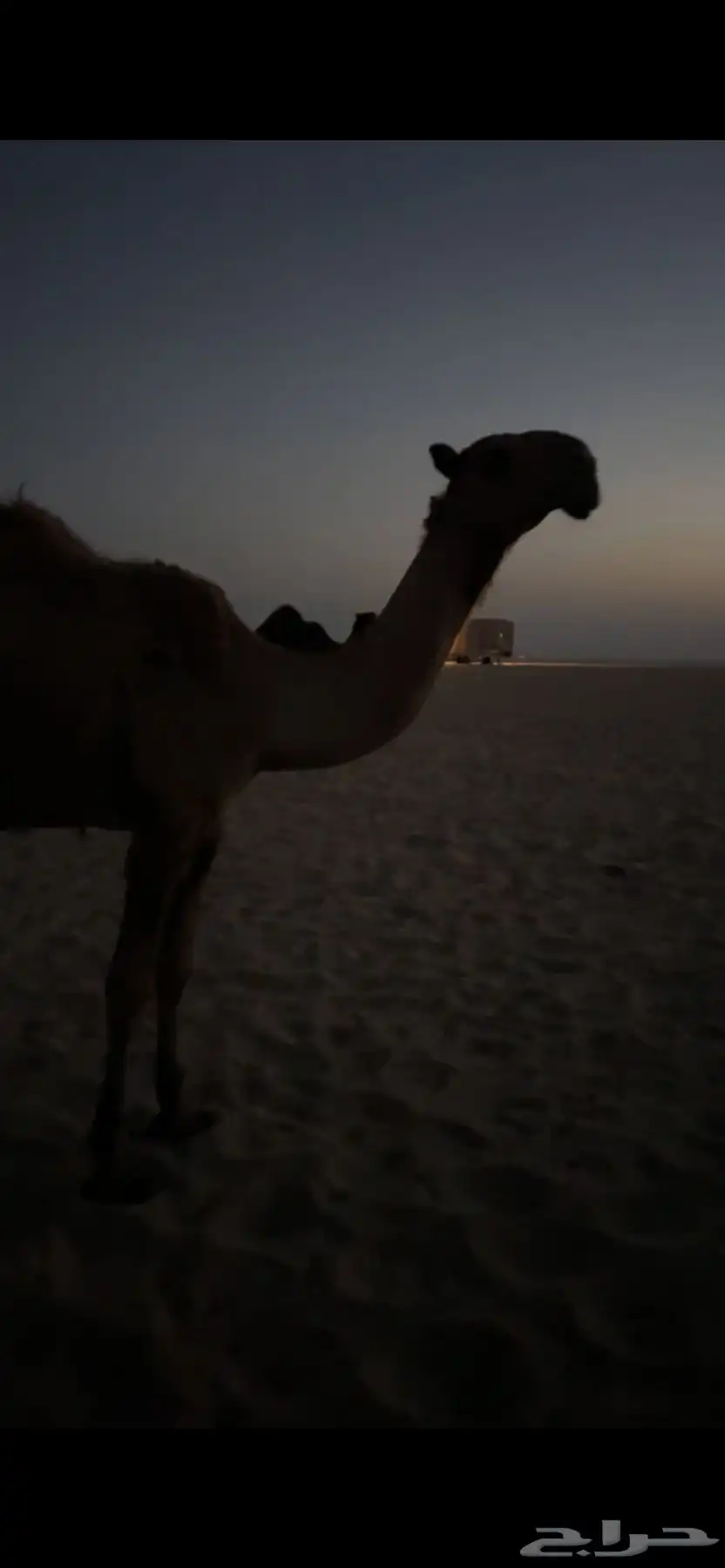 الجبيل 1