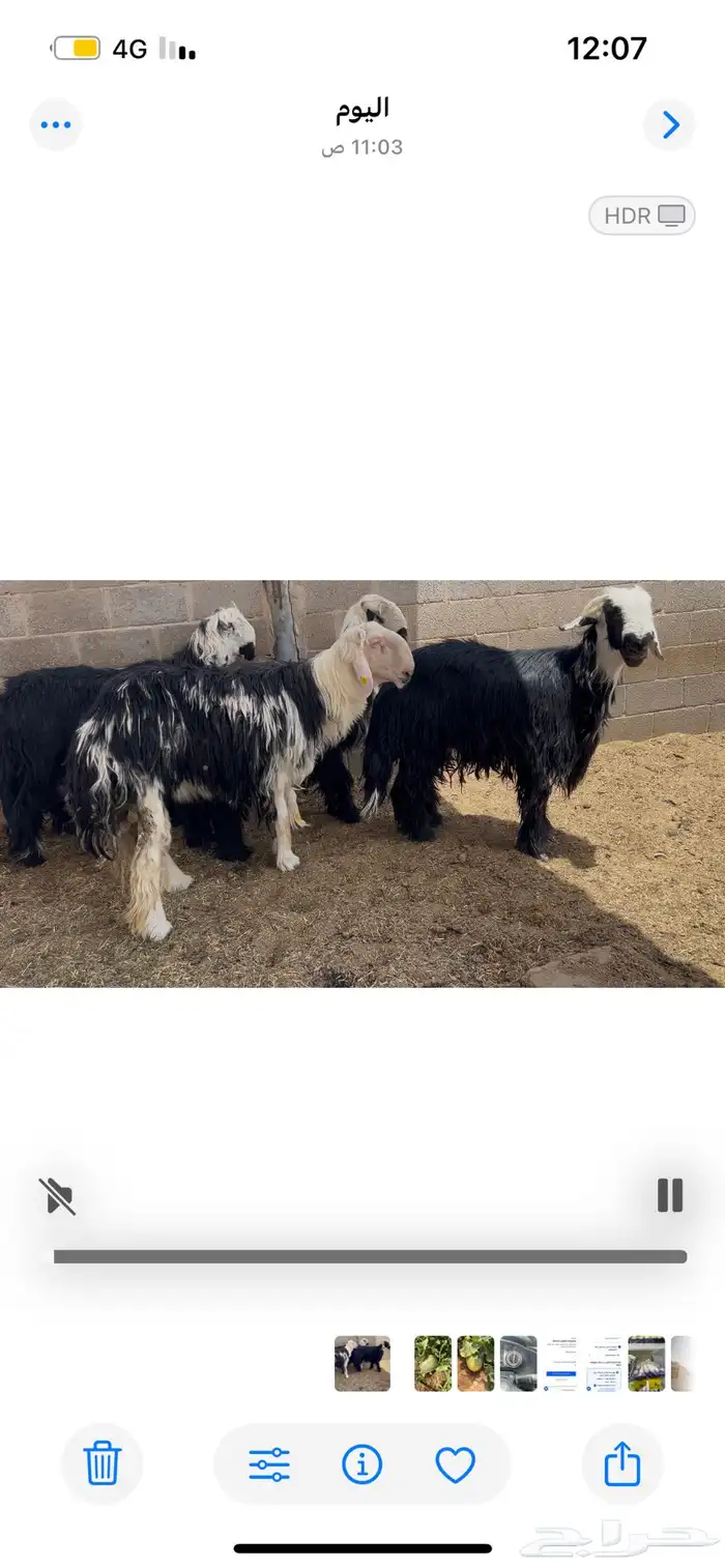 4 طليان نجد ثلاثة ثنيان وواحد رباع 0