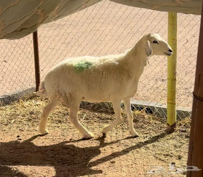 للبيع شاه حريه الدوادمي 3