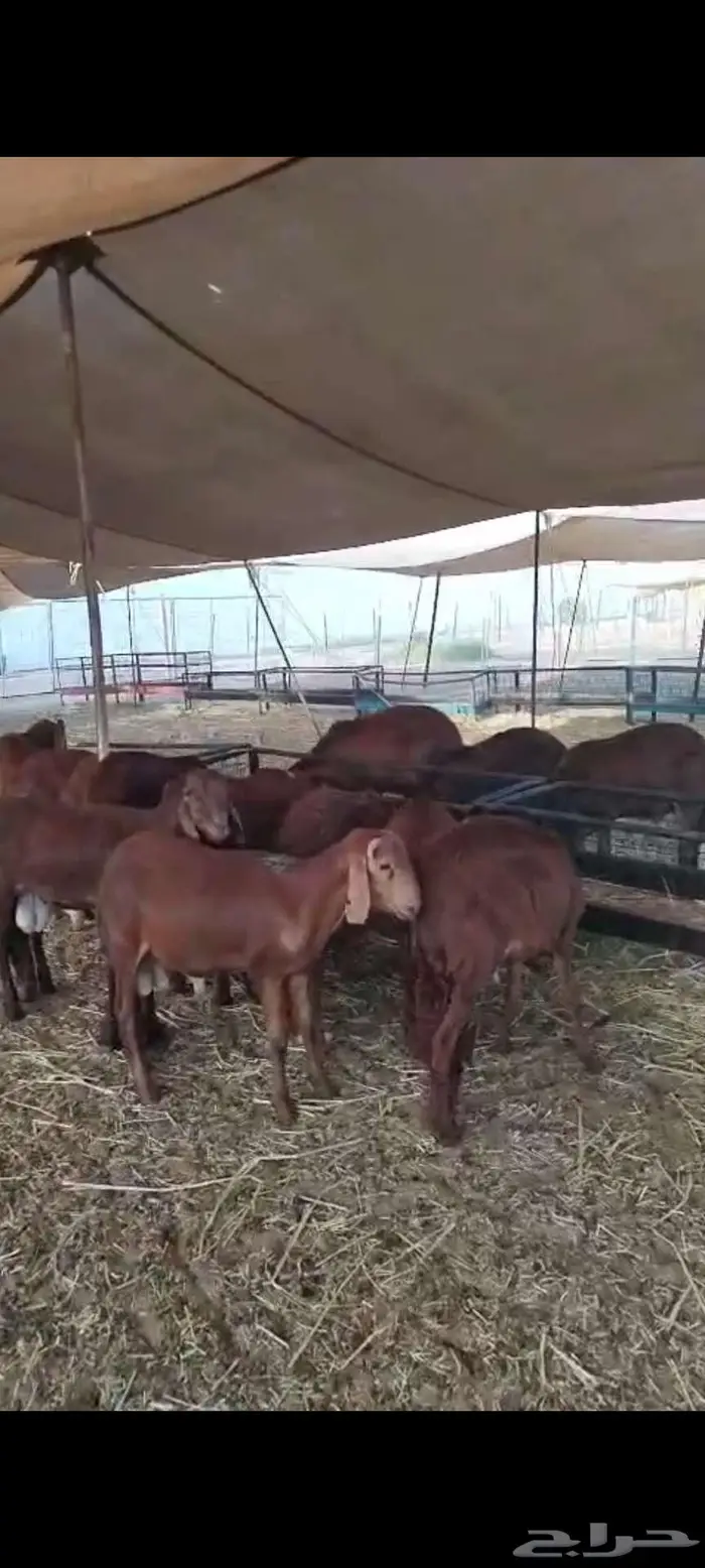 طليان سواكن حمري مرابي فل 3