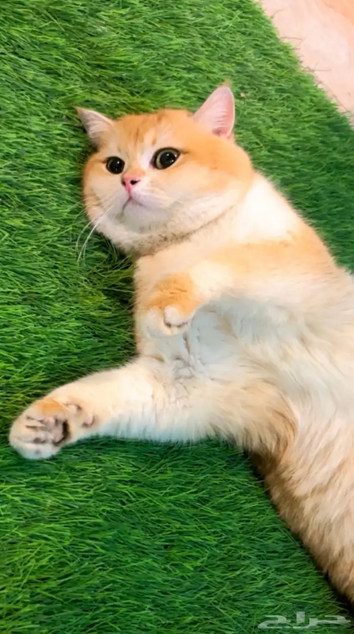 قط ذكر بريتش بيور NY12 للبيع او للتزاوج 0