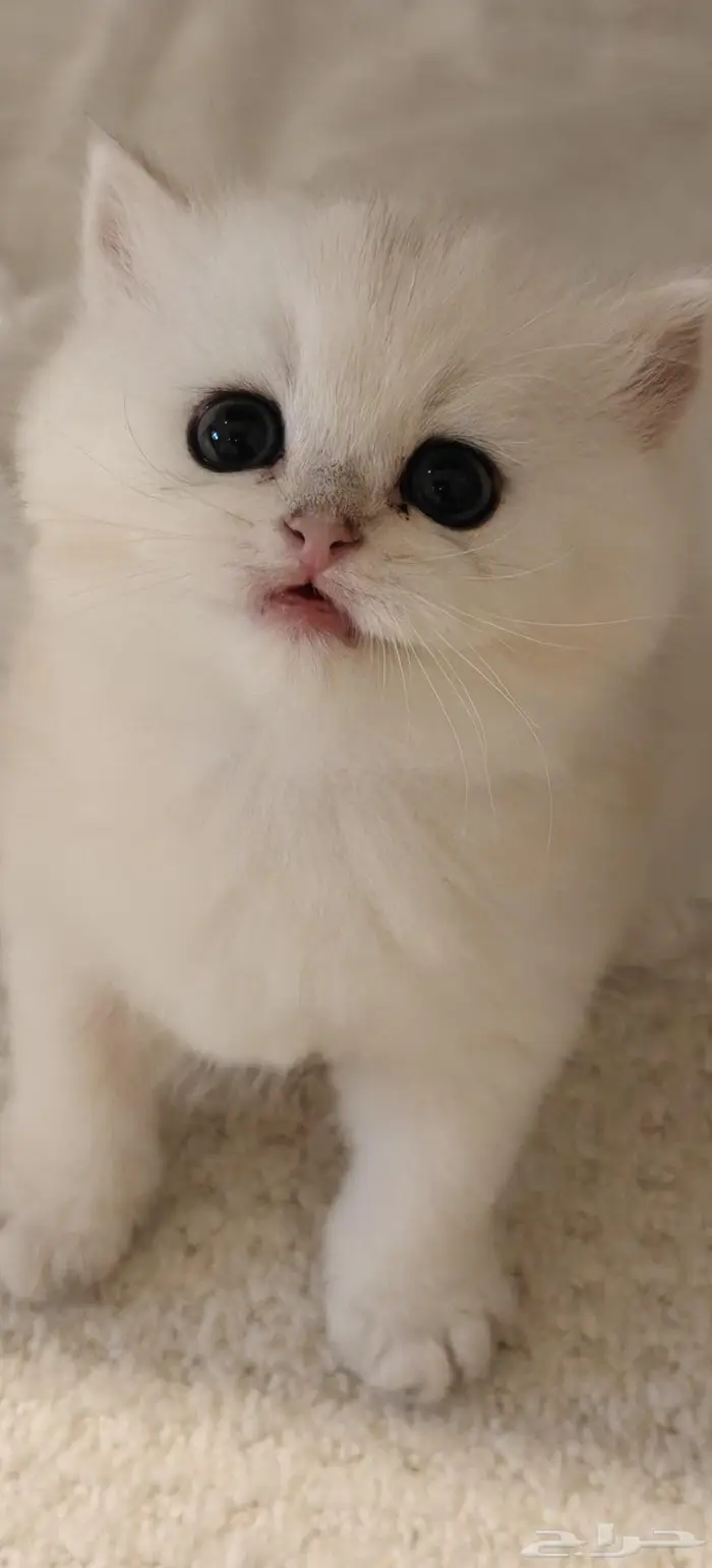 كيتن سكوتش ستريت مستوى اسطوري 3