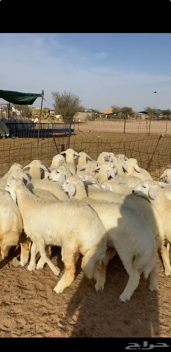 رخال منادي فاخره 0