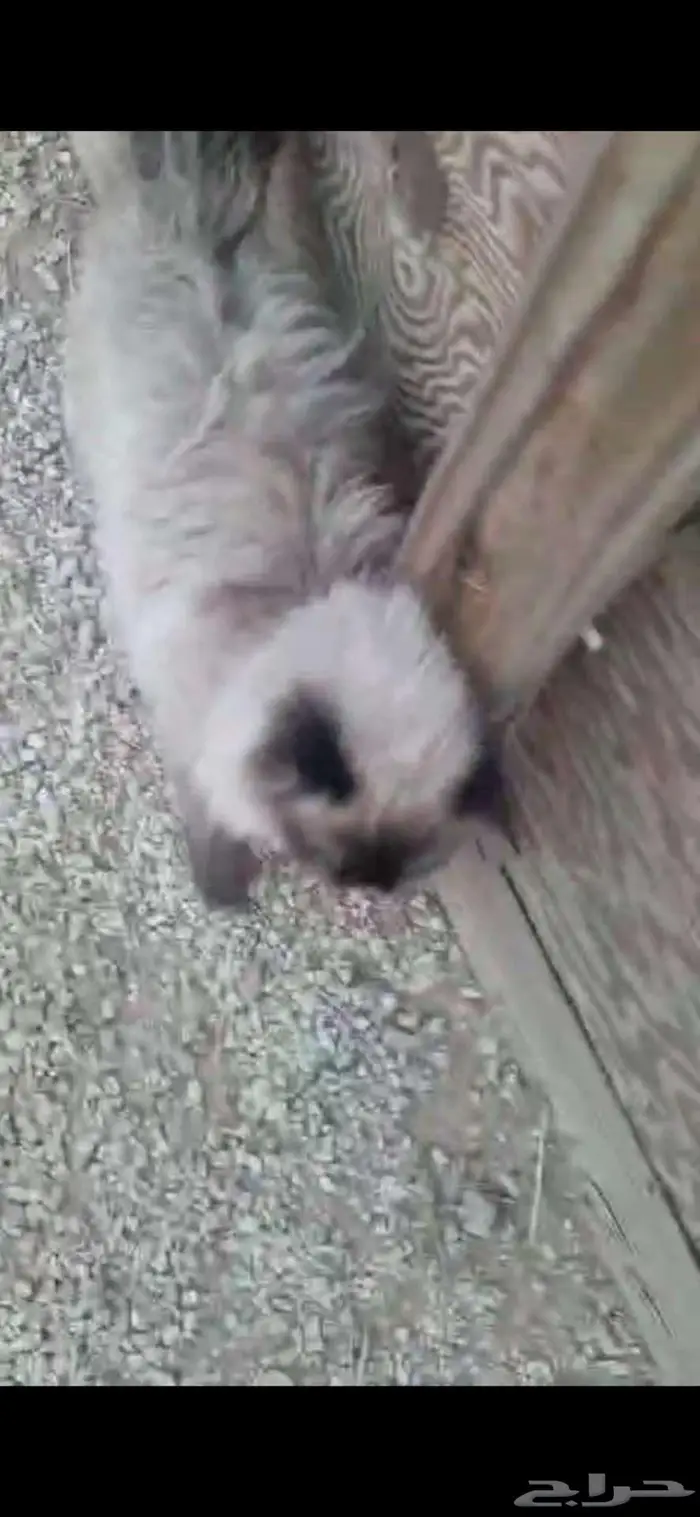 قطة ضايعة من احد 3