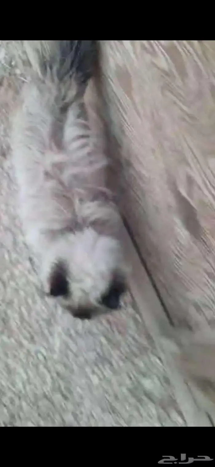 قطة ضايعة من احد 1