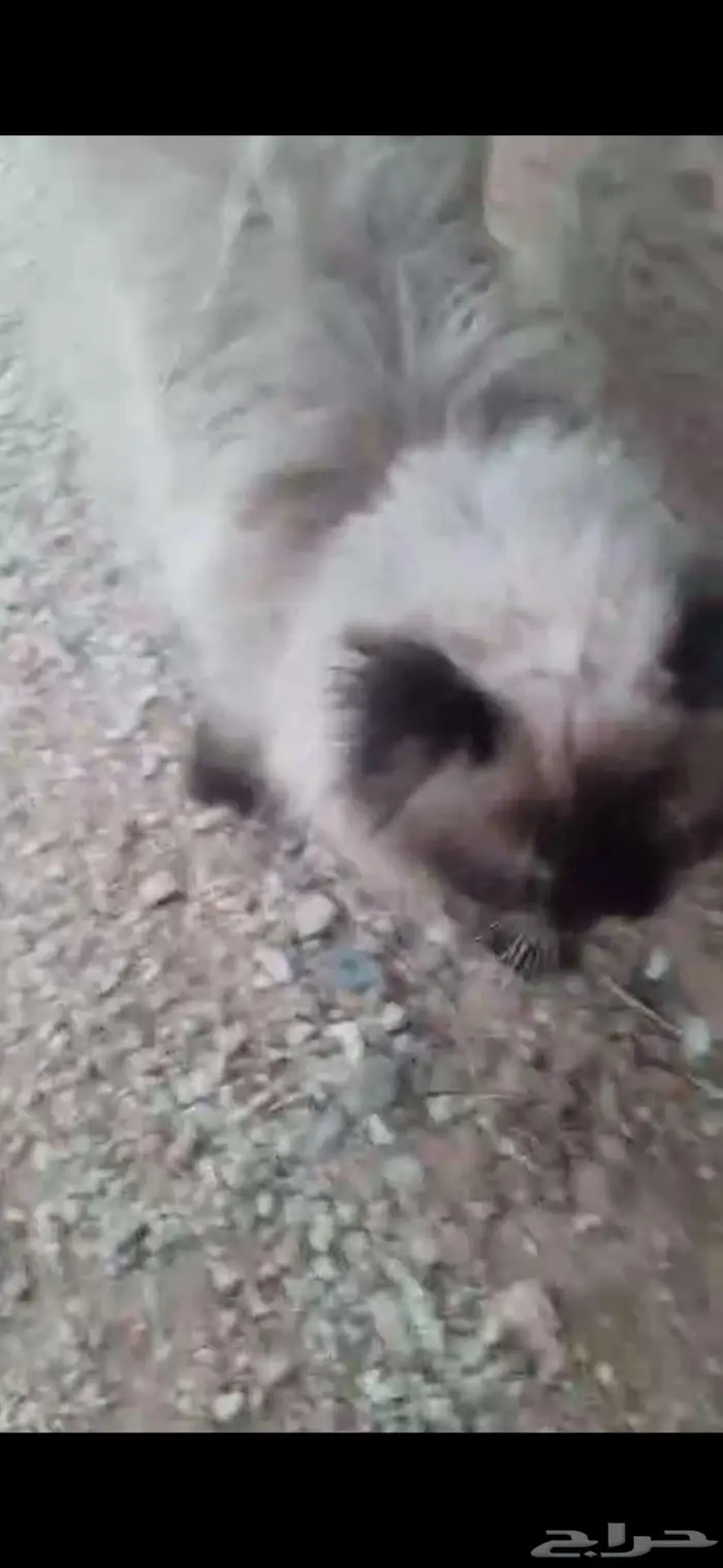 قطة ضايعة من احد 0