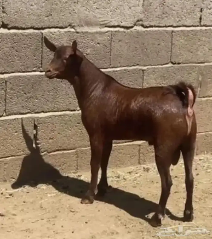 لا تفو ت عرض الأضاحي القوي في جدة 0