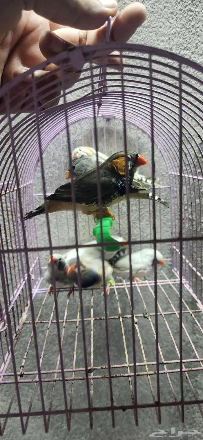 3 اجواز زيبرا جامبو 11