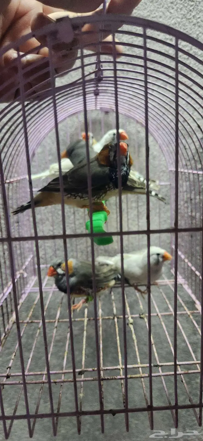 3 اجواز زيبرا جامبو 6