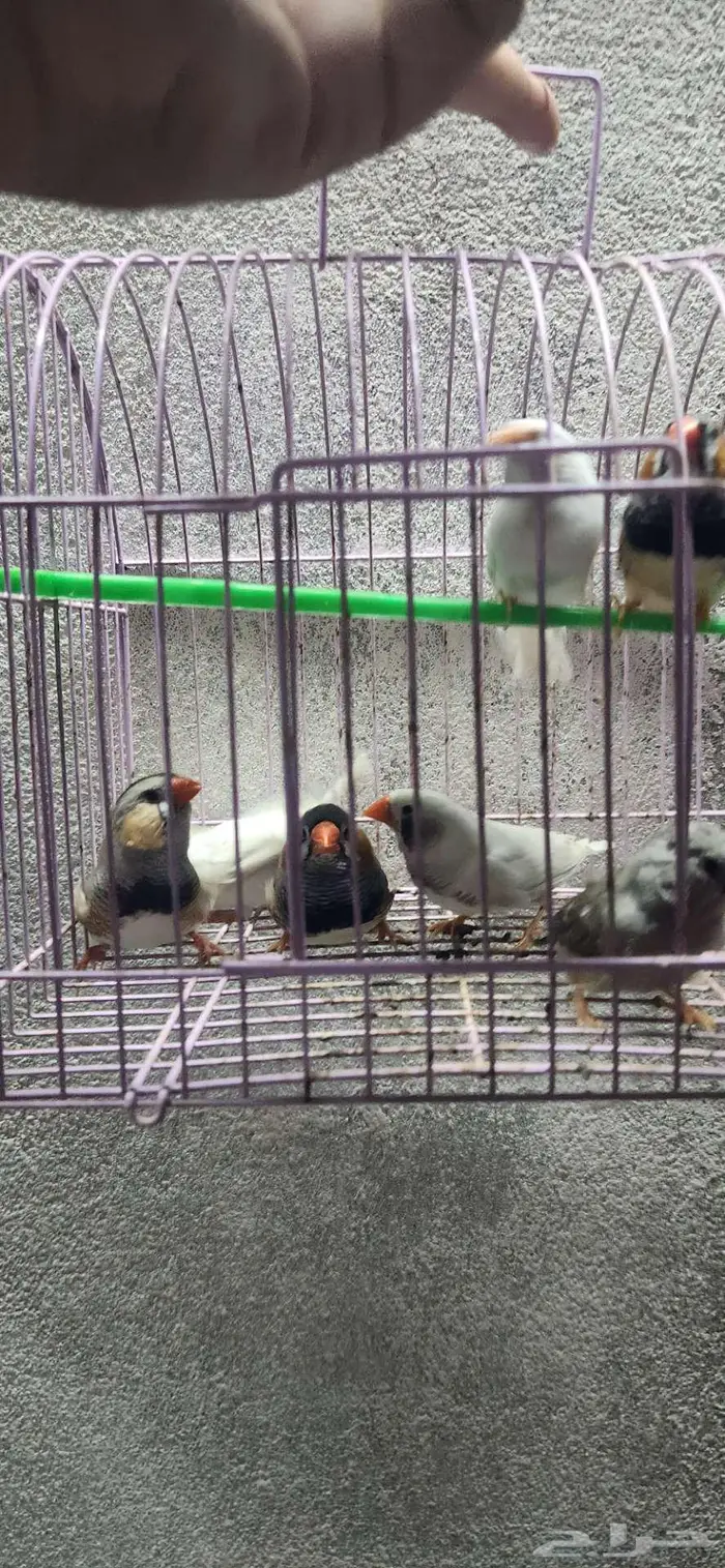 3 اجواز زيبرا جامبو 7