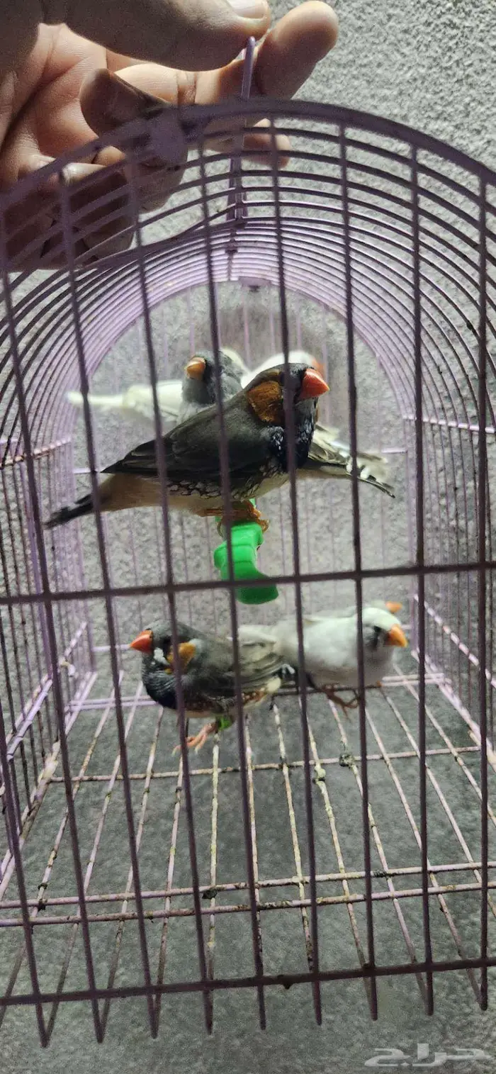 3 اجواز زيبرا جامبو 4