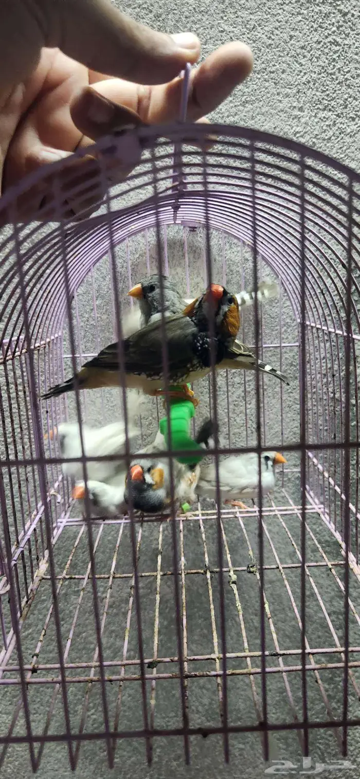 3 اجواز زيبرا جامبو 1