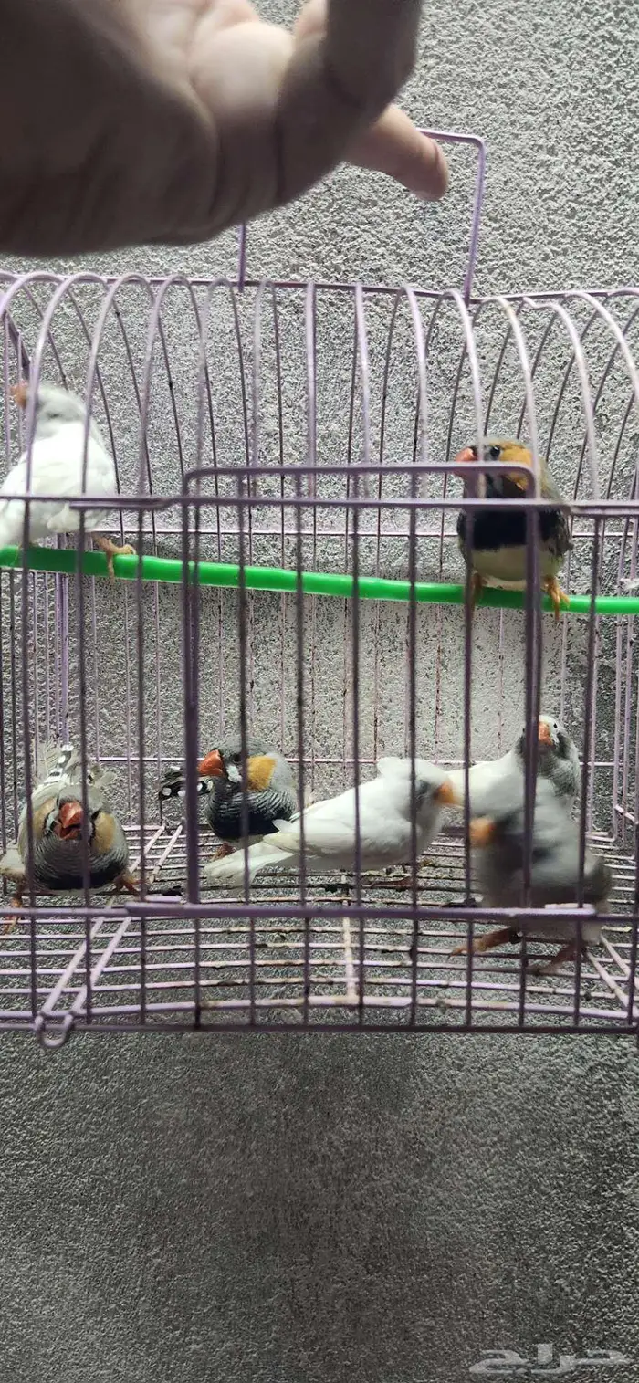 3 اجواز زيبرا جامبو 2