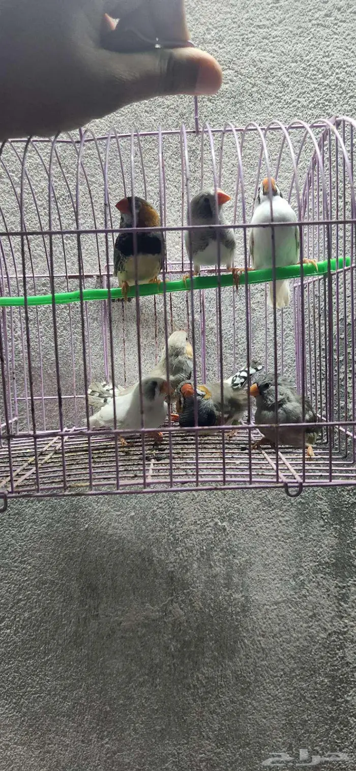 3 اجواز زيبرا جامبو 0