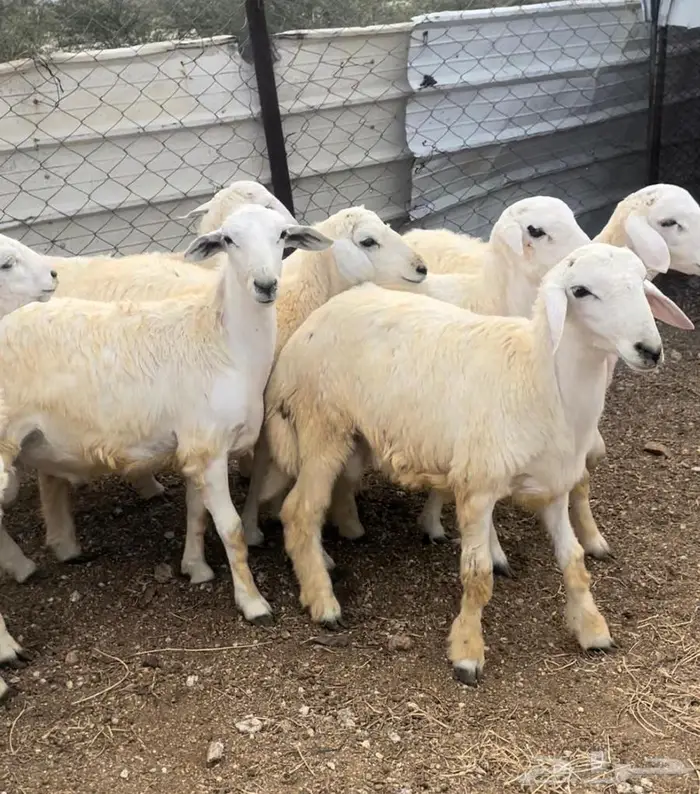 اضاحي ذبايح طليان حري سواكن مع التوصيل 18