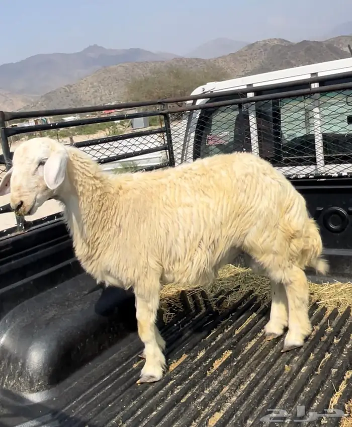 اضاحي ذبايح طليان حري سواكن مع التوصيل 7