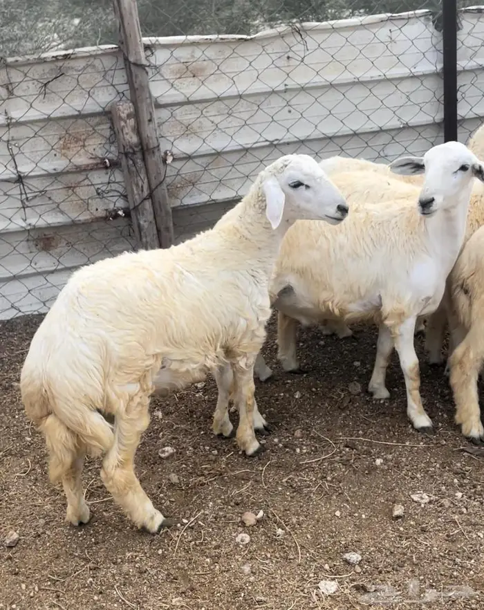 اضاحي ذبايح طليان حري سواكن مع التوصيل 17