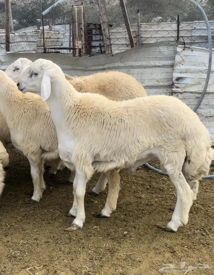 اضاحي ذبايح طليان حري سواكن مع التوصيل 16