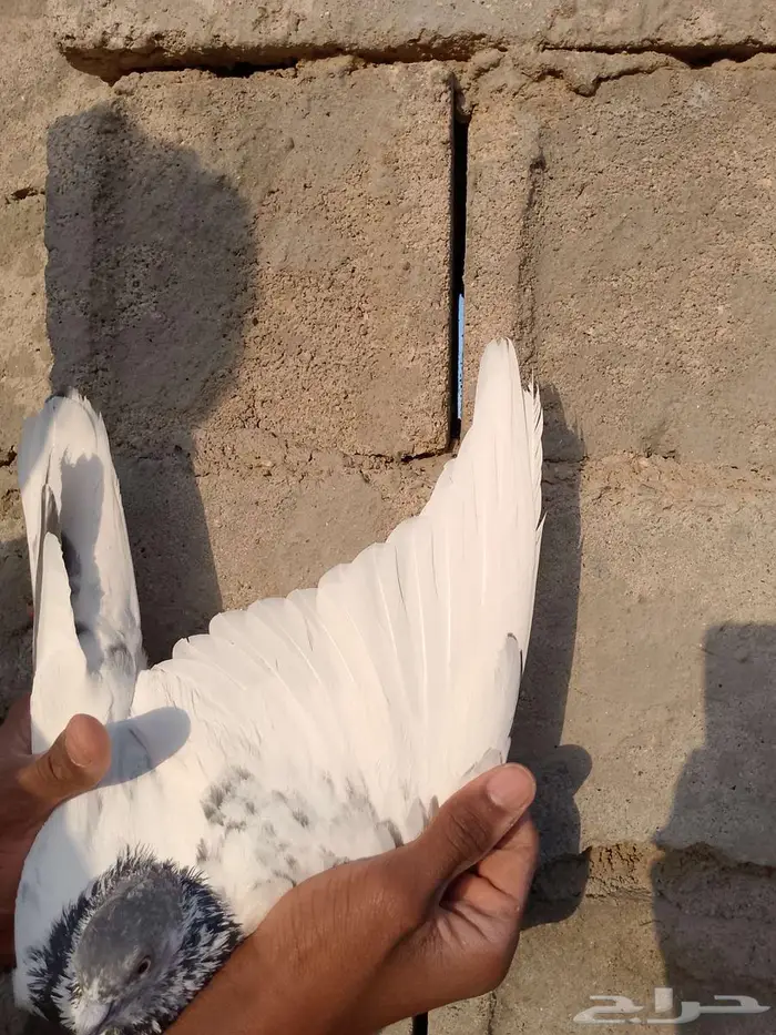 عرض اجواز حمام قطيفي وباكستاني 2
