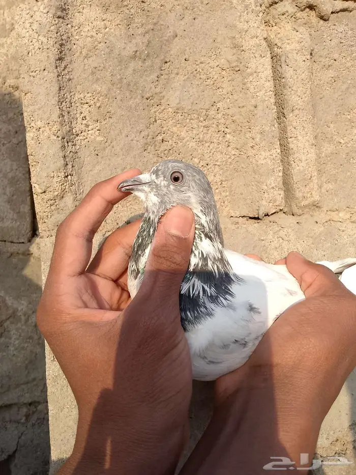 عرض اجواز حمام قطيفي وباكستاني 3