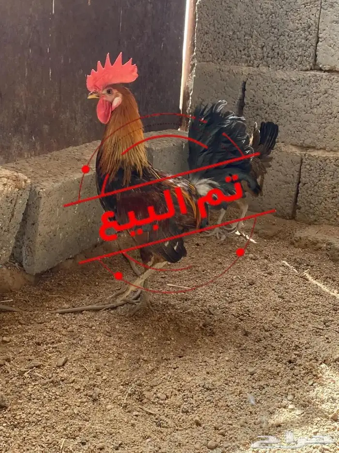ديك عربي ترثه (تم البيع ) 0
