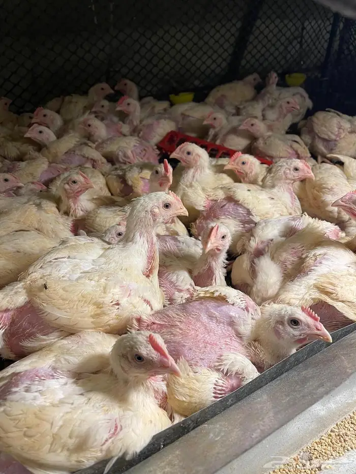 دجاج لاحم بدون هرمونات بيئه نظيفه وصحيه ومضمون 5