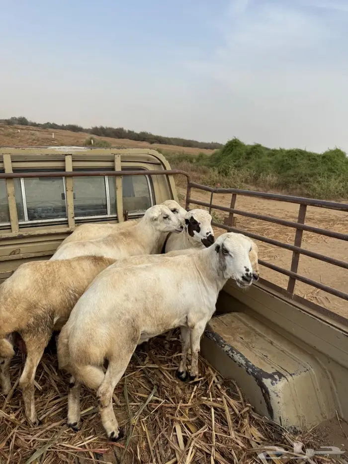 اضاحي للبيع1200 1