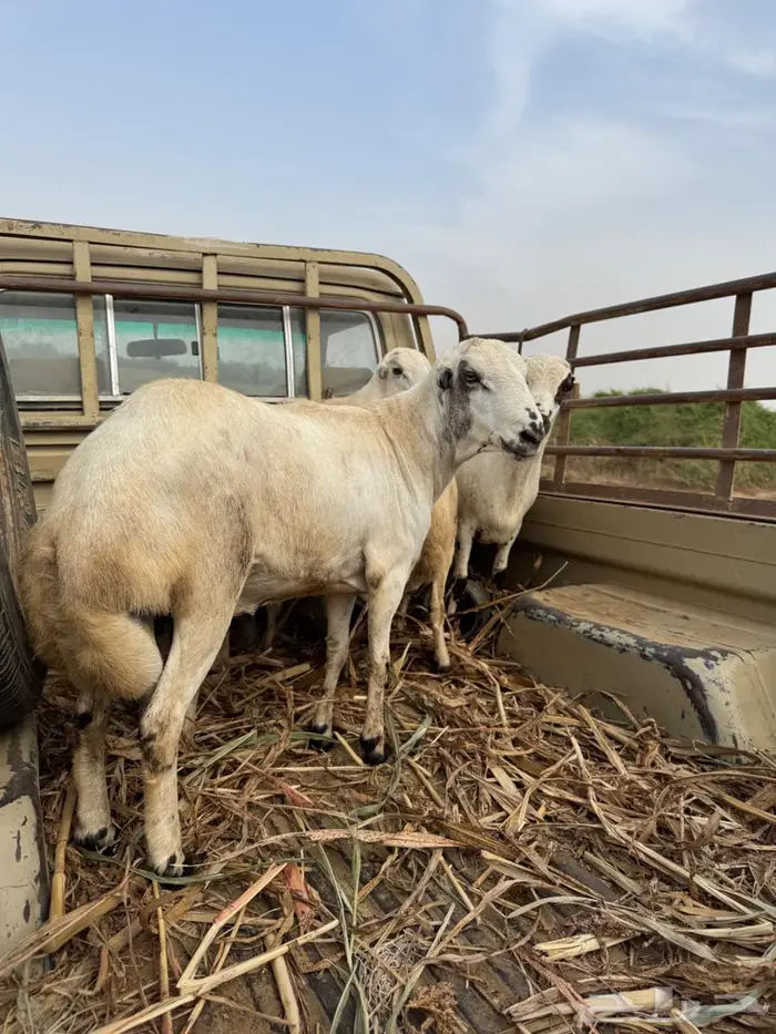 اضاحي للبيع1200 0