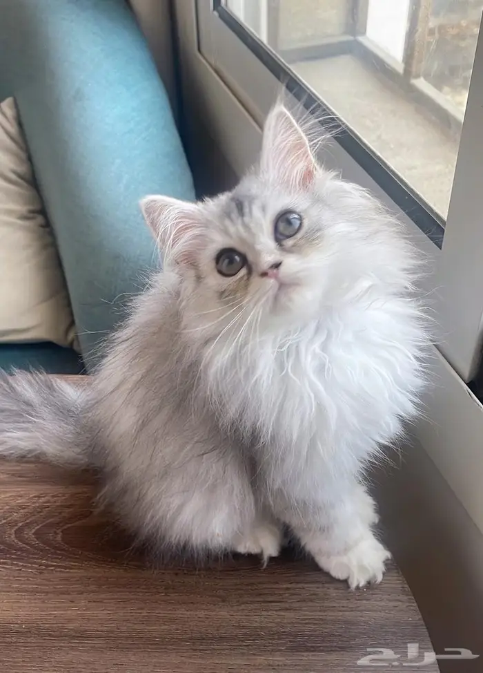 بيرشن هاف بيكي 2