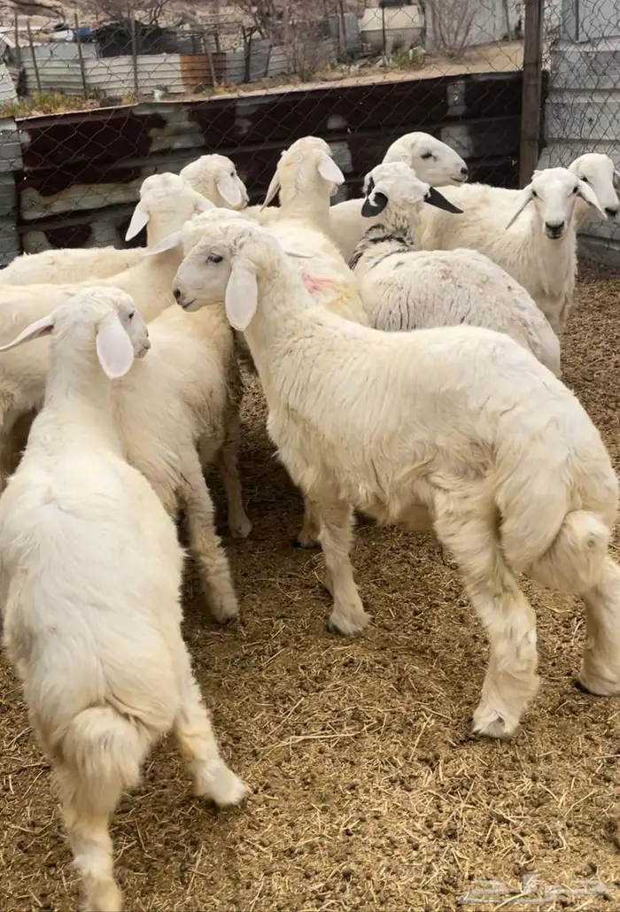 اضاحي ذبايح طليان حري سواكن مع التوصيل 6