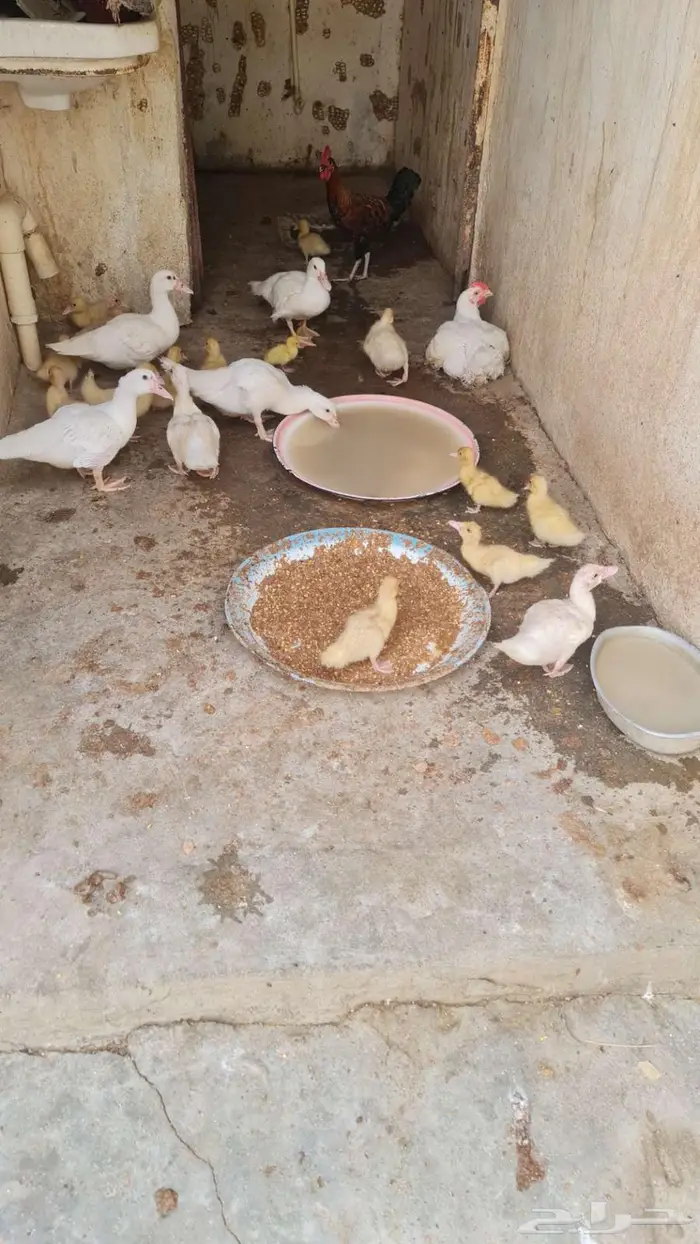 للبيع بط 3