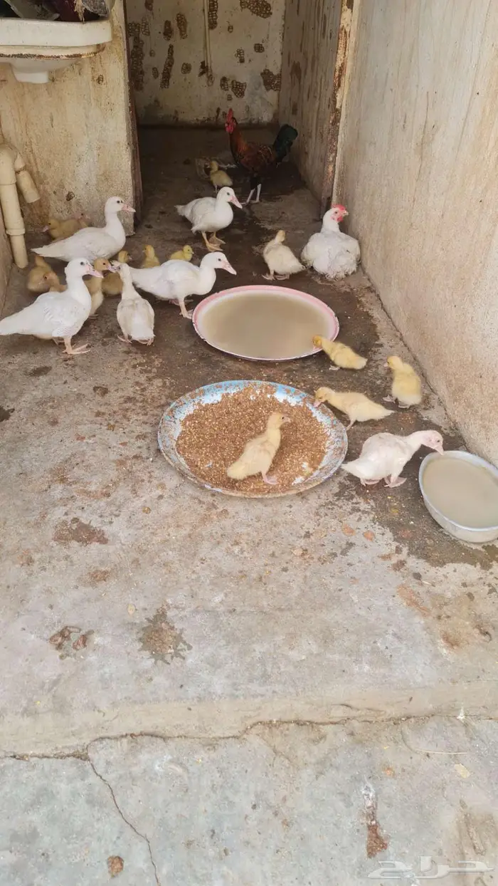 للبيع بط 4