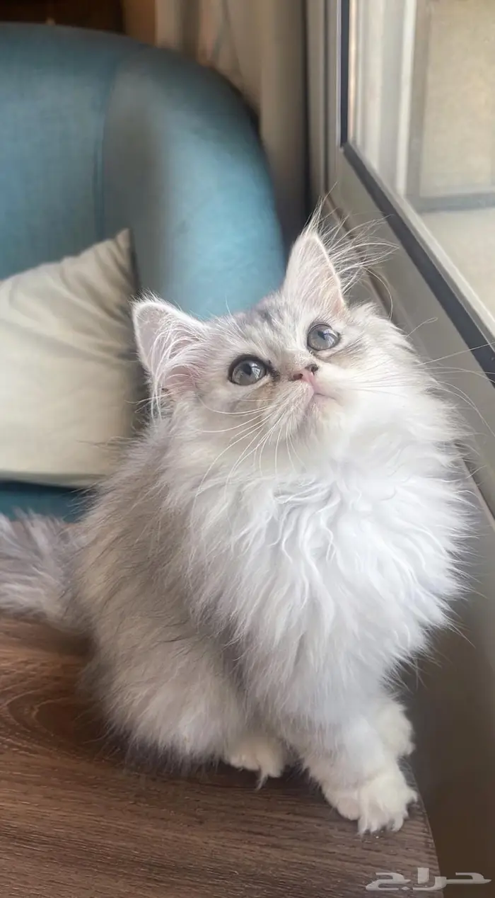 بيرشن هاف بيكي 3