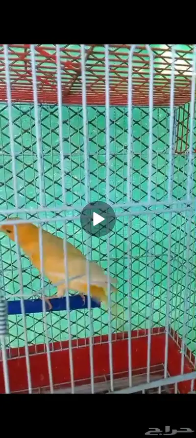 ذكر كناري جاسب جاهز تغريد حريقه ما شاء الله 0