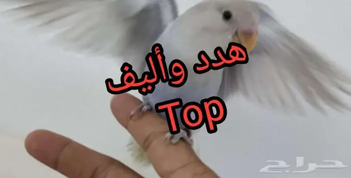 روز أليف هدد Top 0