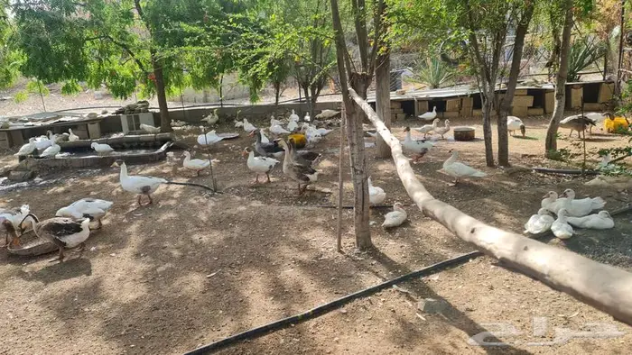 للبيع بط 2