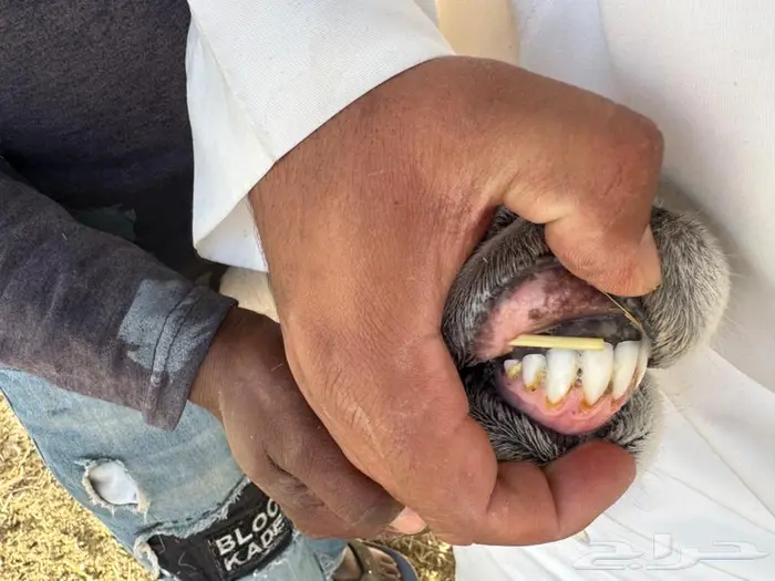 للبيع شاه حريه الدوادمي 0