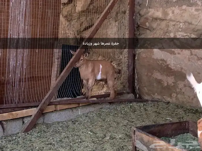 ماعز قزم 8