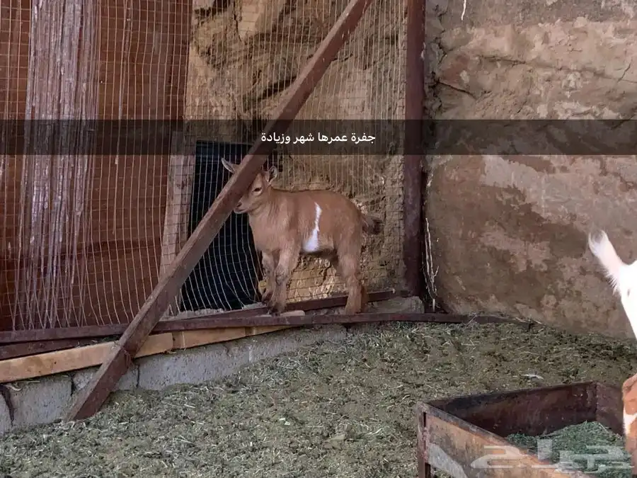 ماعز قزم 8