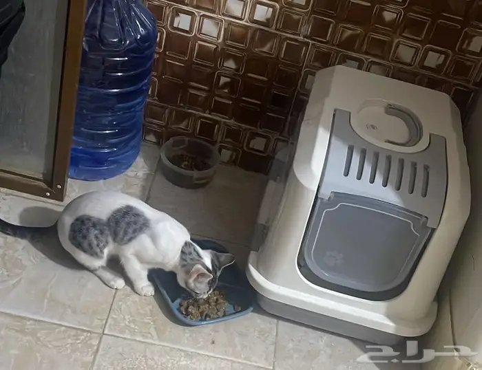 6919 - الحناية  83515 - 3286 0