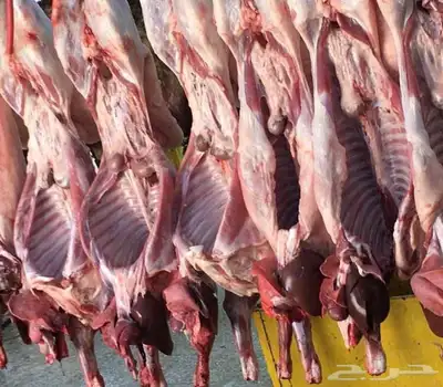 لدينا خرفان ورخال اضاحي 1
