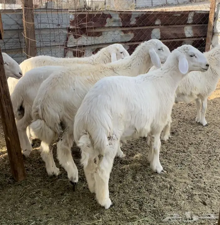 اضاحي ذبايح طليان حري سواكن مع التوصيل 13