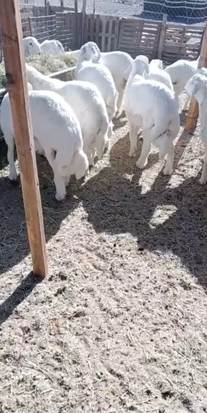اضاحي حريه 2
