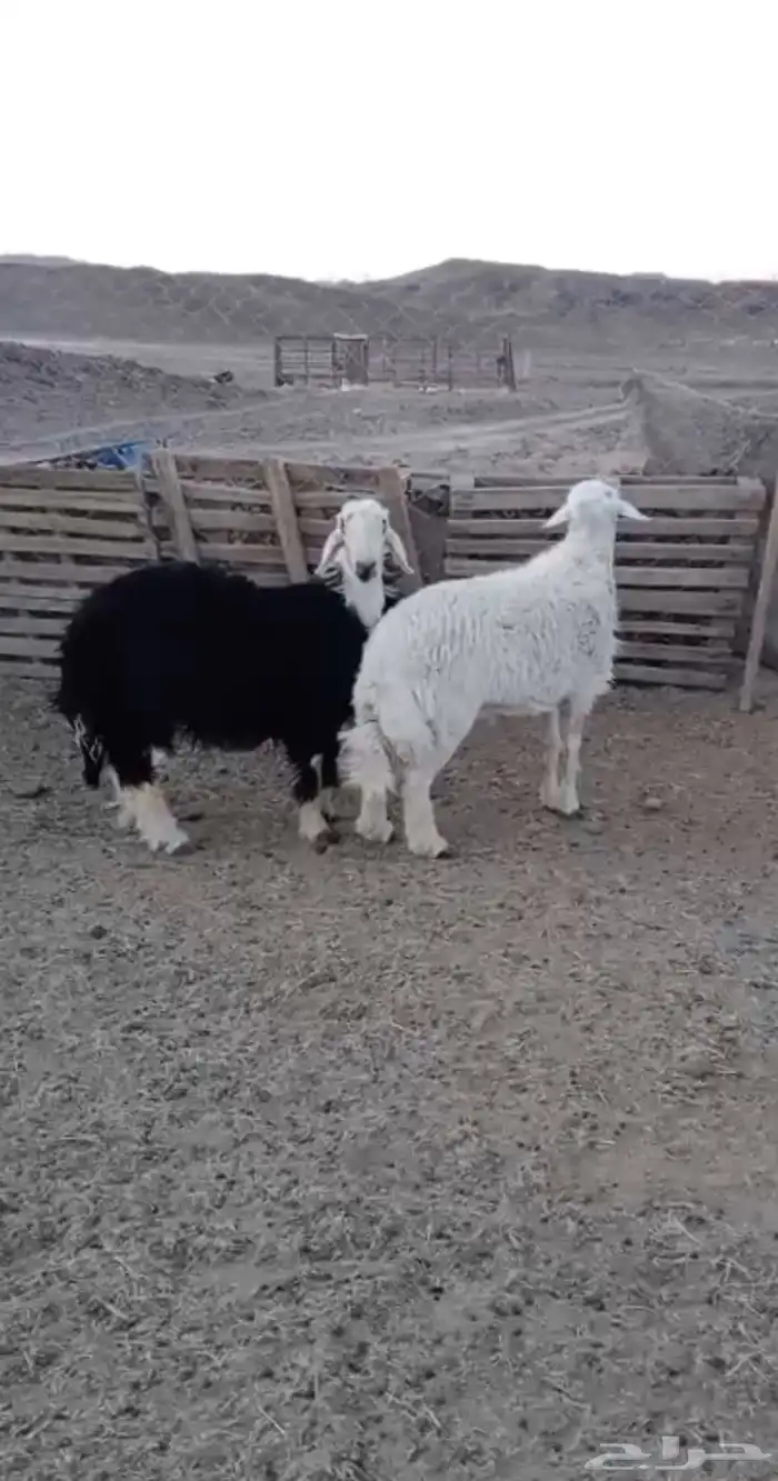 اضاحي حريه 0